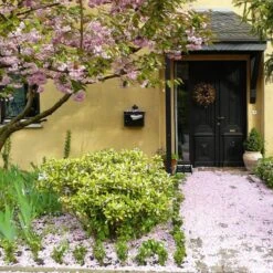 Talen Tools - Voetenveger - Dubbel - Harde Kunststof Borstels -Tuinartikelen Winkel 1200x1200 317