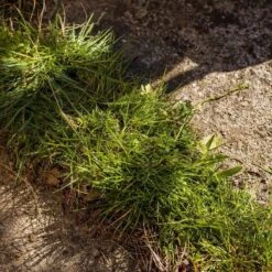 Kantensnijder -Tuinartikelen Winkel 1200x1200 933