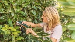 Bosch EasyPrune Accu Snoeischaar - 3.6 V Accu - USB -Tuinartikelen Winkel 1200x675