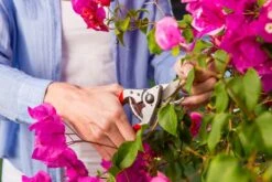 Felco 14 Snoeischaar | Ergonomisch | Voor Kleine Handen -Tuinartikelen Winkel 1200x800 1