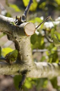 GARDENA - Comfort - Hefboomsnoeischaar Smartcut - Snoeischaar - Takdikte Max. 22 Mm 11 GARDENA - Comfort - Hefboomsnoeischaar Smartcut - Snoeischaar - Takdikte Max. 22 Mm -Tuinartikelen Winkel 799x1200 7